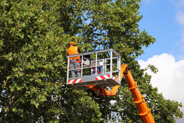 Tree and Shrub Care in White Marsh, MD