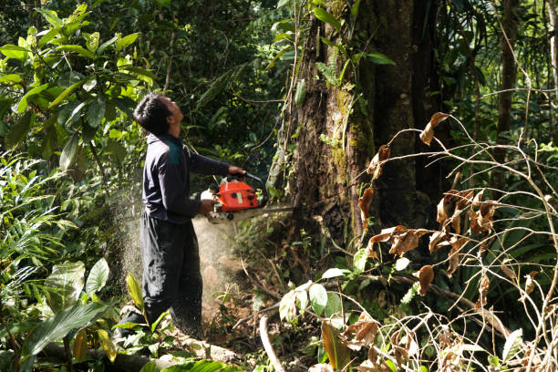 Best Tree and Shrub Care  in White Marsh, MD