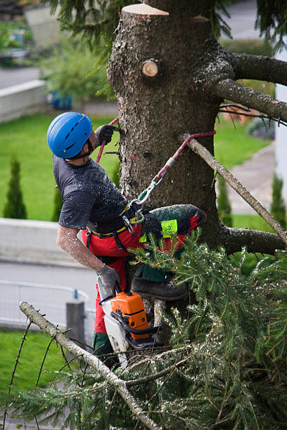 Trusted White Marsh, MD  Tree Services Experts