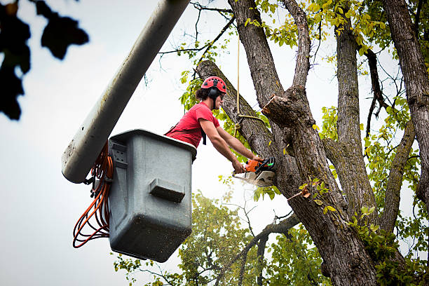 Why Choose Our Tree Removal Services in White Marsh, MD?