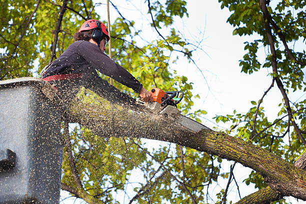 Best Root Management and Removal  in White Marsh, MD