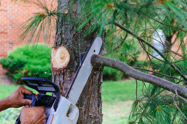 Best Fruit Tree Pruning  in White Marsh, MD